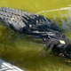 Illustration for article titled Holy F**K Thats a Big Crocodile